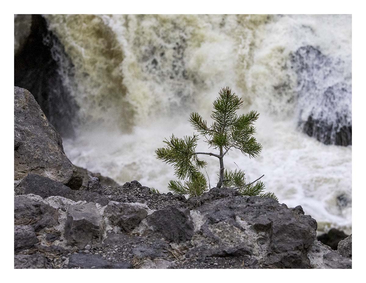 BCJ Spring in Yellowstone - Grand Teton