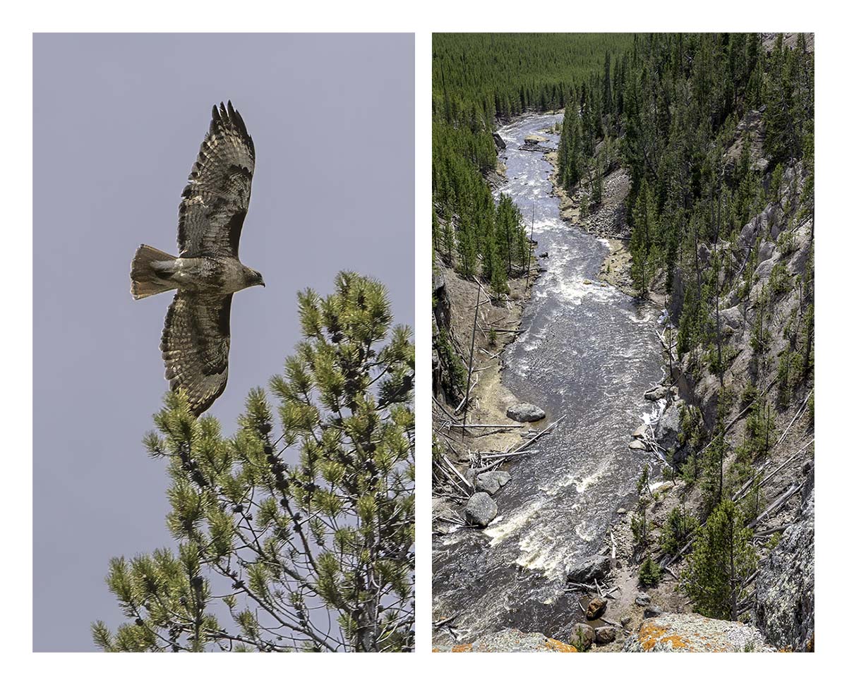 BCJ Spring in Yellowstone - Grand Teton