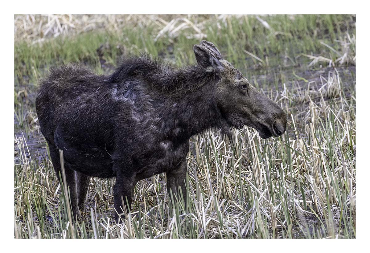 BCJ Spring in Yellowstone - Grand Teton