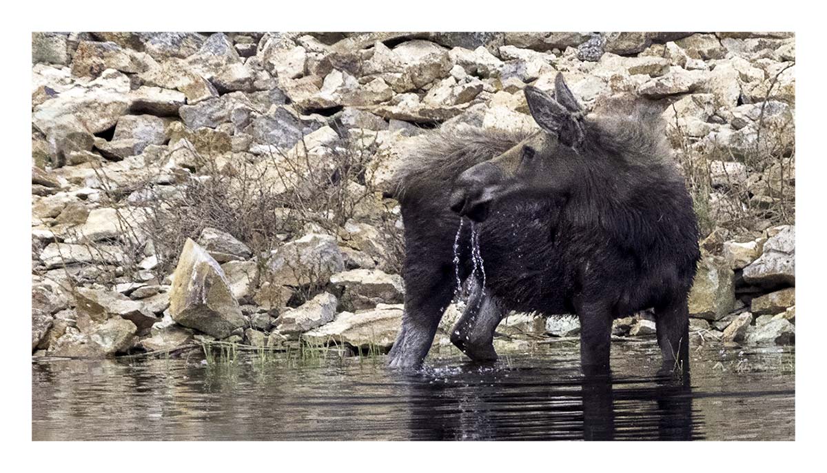 BCJ Spring in Yellowstone - Grand Teton