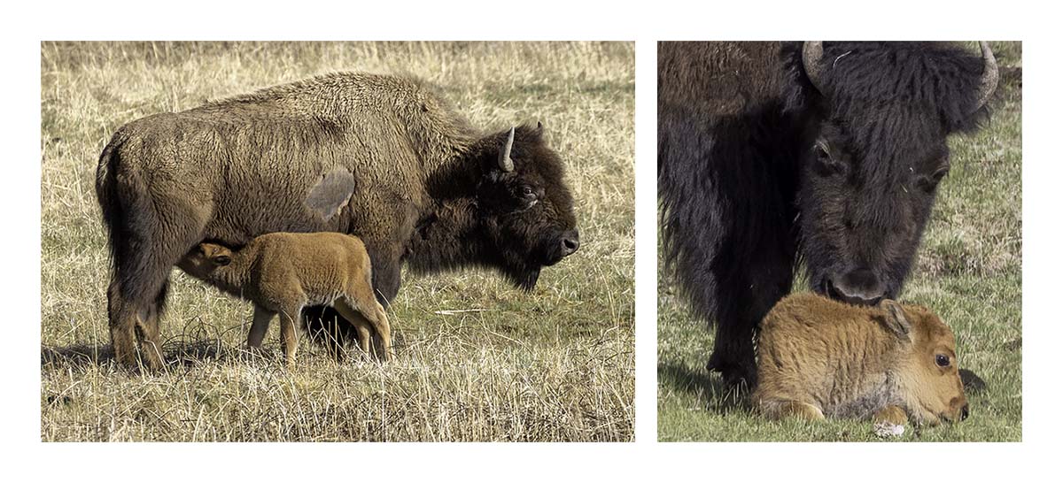 BCJ Spring in Yellowstone - Grand Teton