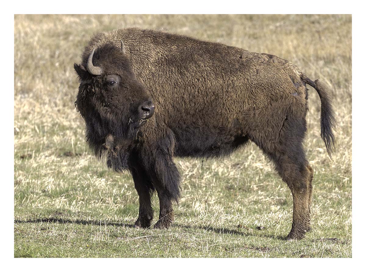 BCJ Spring in Yellowstone - Grand Teton