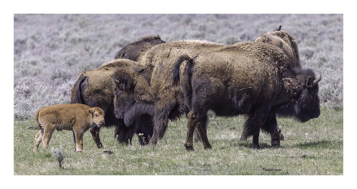 BCJ Spring in Yellowstone - Grand Teton