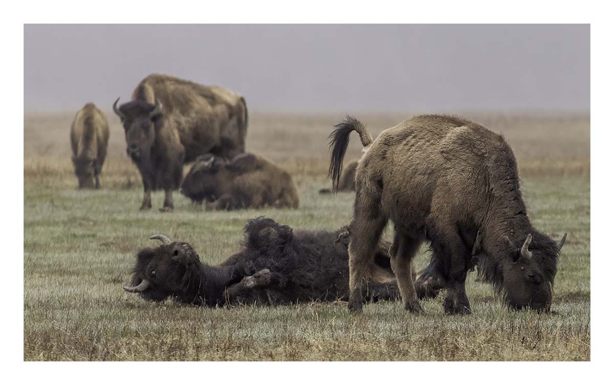 BCJ Spring in Yellowstone - Grand Teton