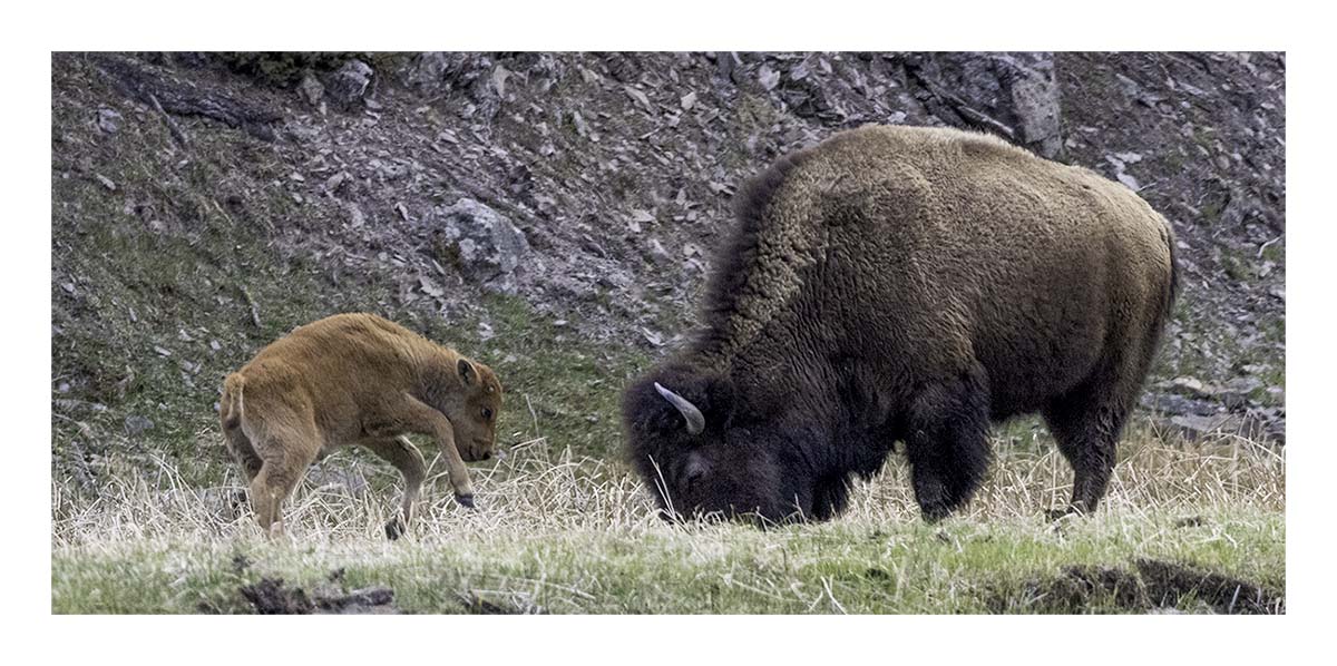BCJ Spring in Yellowstone - Grand Teton