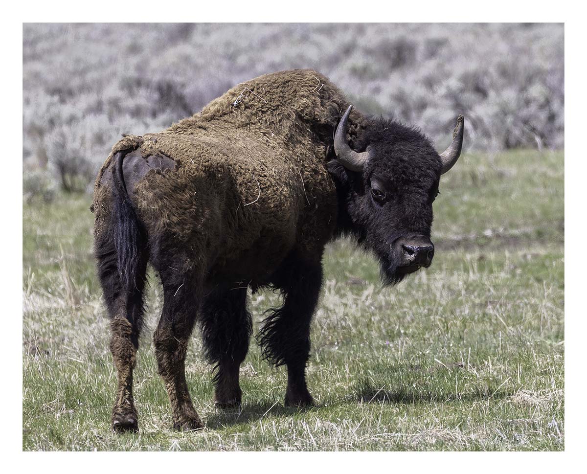BCJ Spring in Yellowstone - Grand Teton
