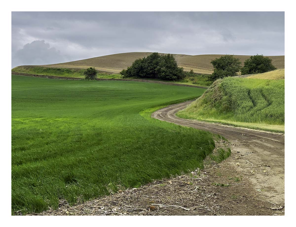 BCJ Spring in the Palouse