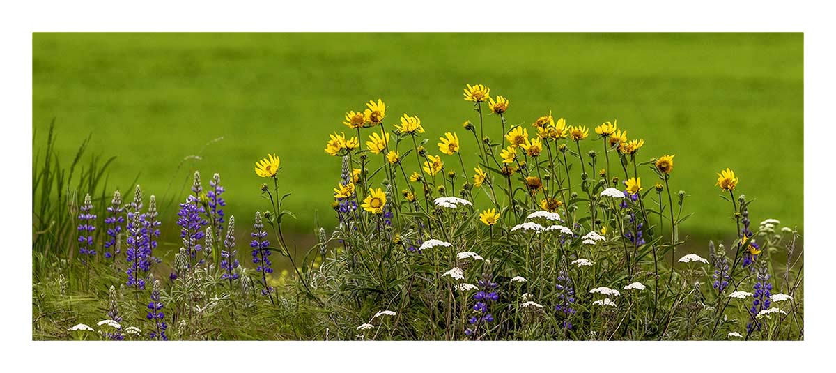 BCJ Spring in the Palouse