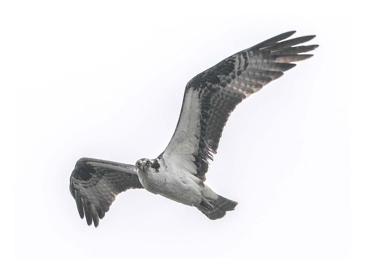 Osprey