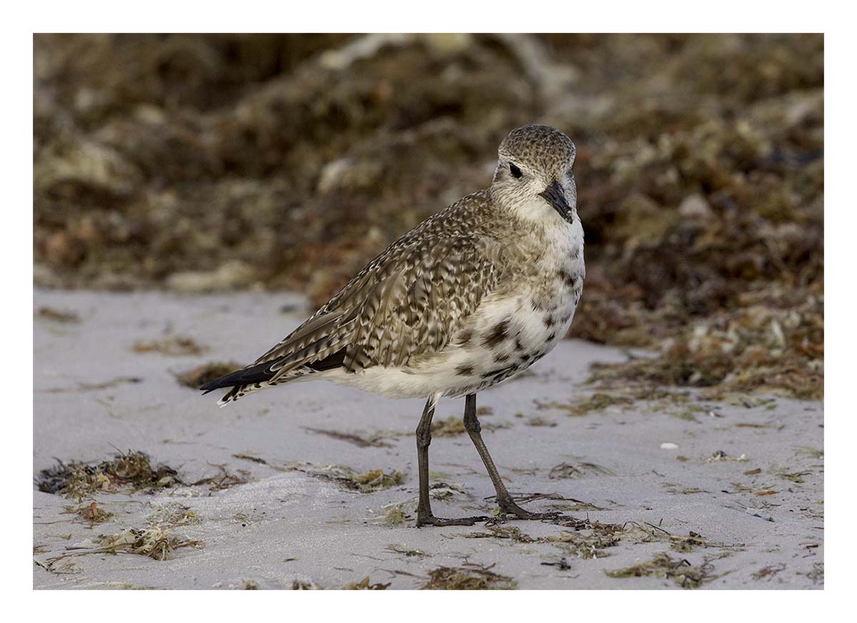 Grey Plover