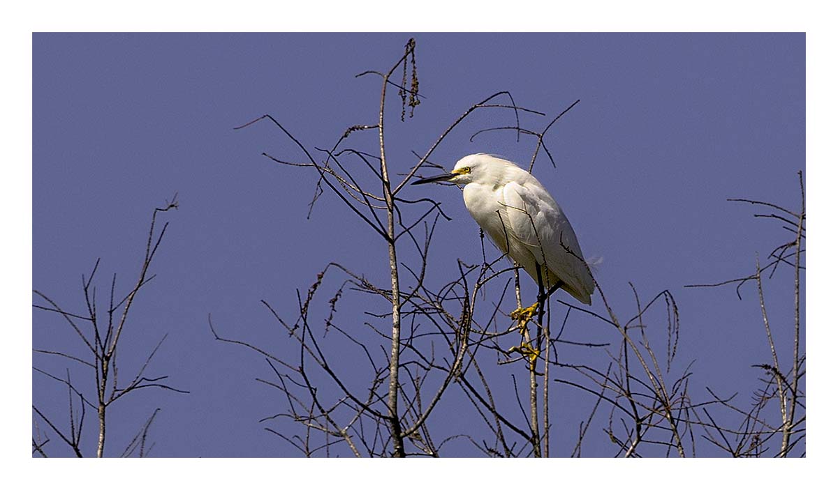 Audubon Corkscrew Swamp