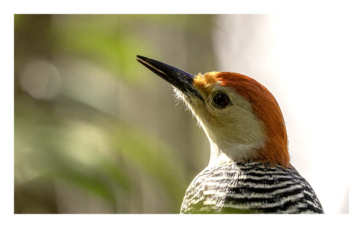 Audubon Corkscrew Swamp