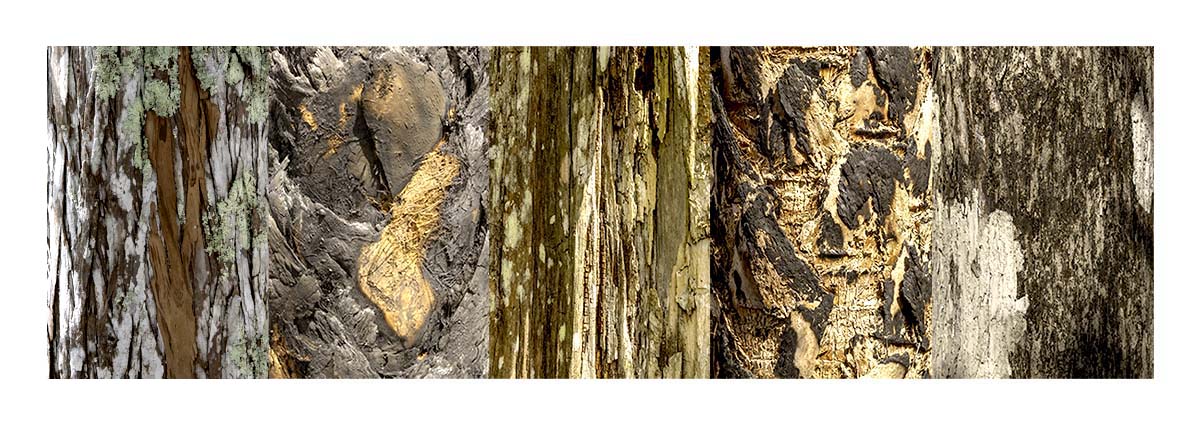 Audubon Corkscrew Swamp