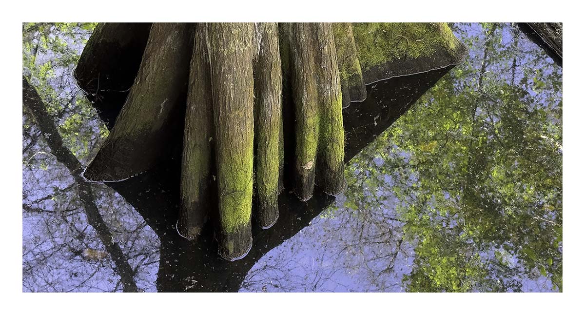 Audubon Corkscrew Swamp