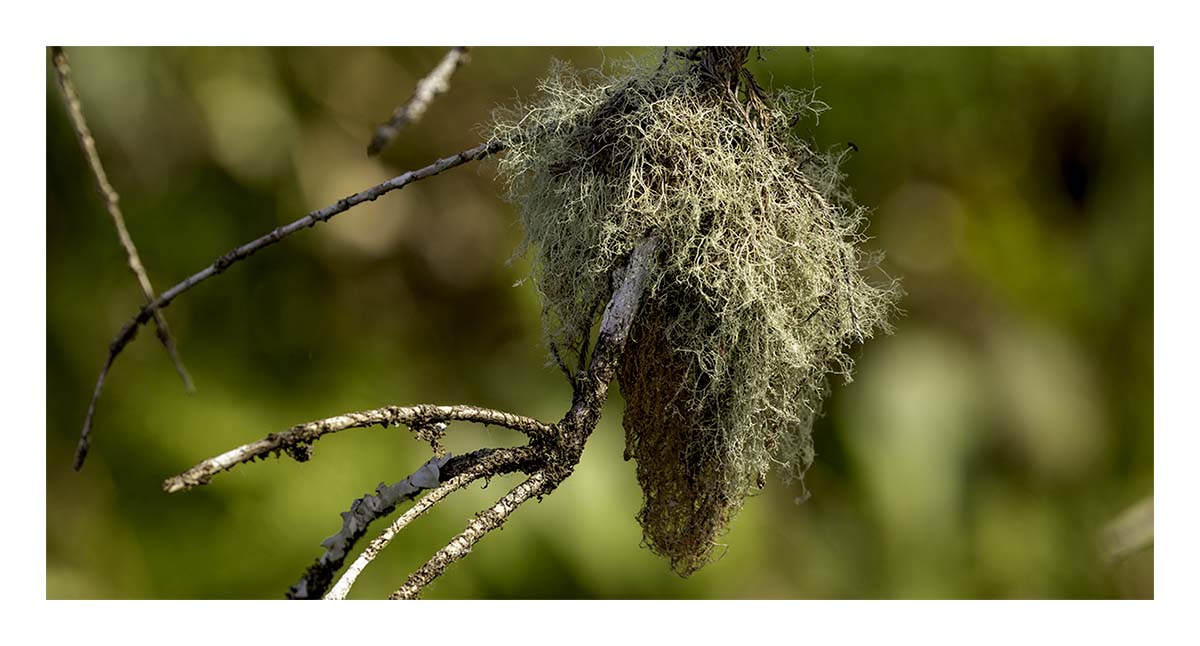 Audubon Corkscrew Swamp