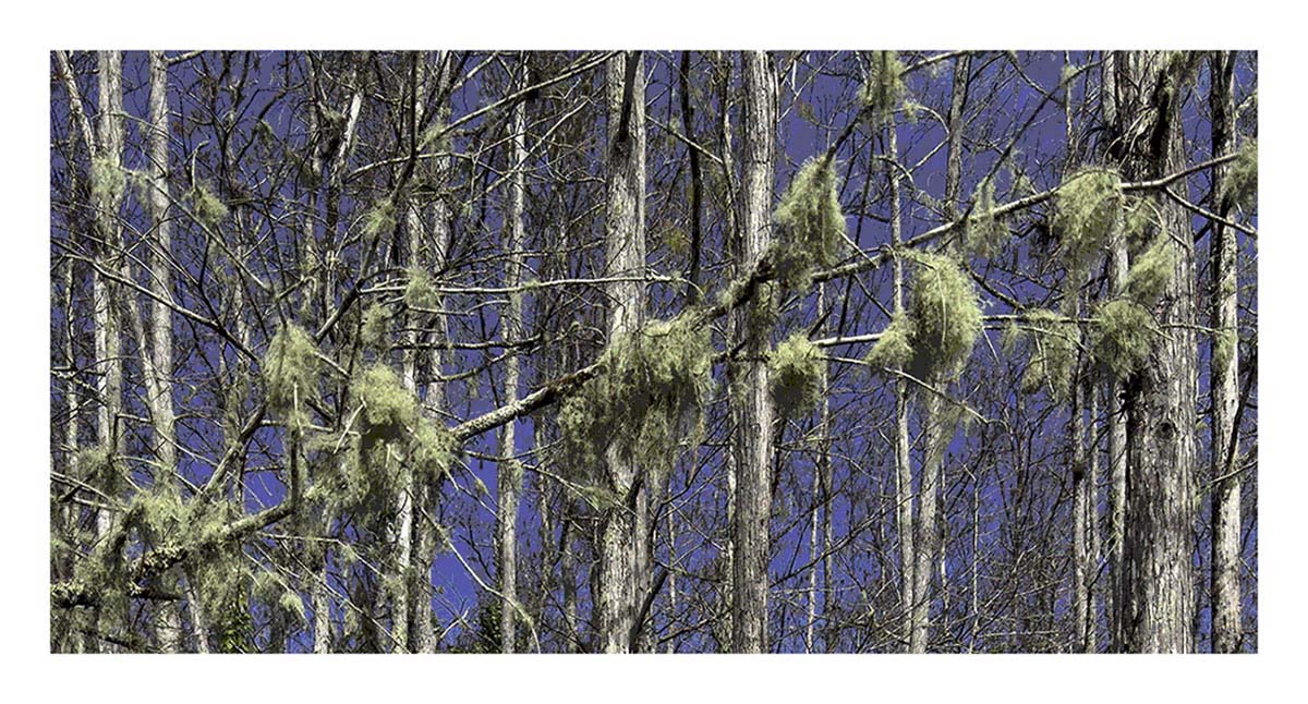 Audubon Corkscrew Swamp