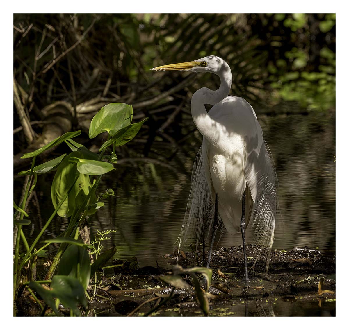 Audubon Corkscrew Swamp