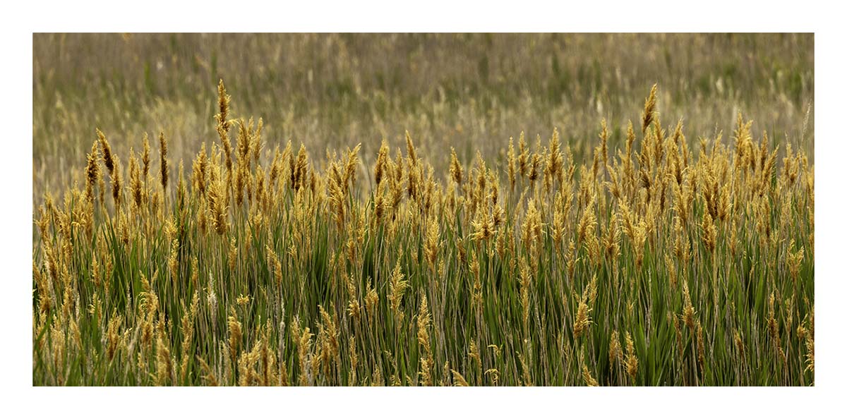 Antelope Island SP