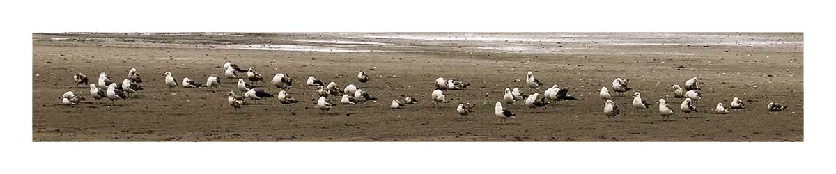 Antelope Island SP
