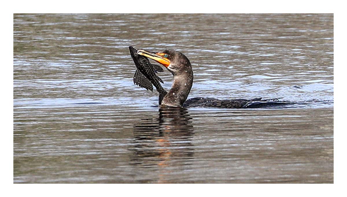 Alligator