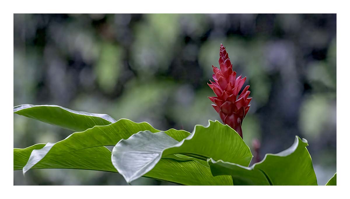 Wailua River SP - Kaua'i Hawai'i