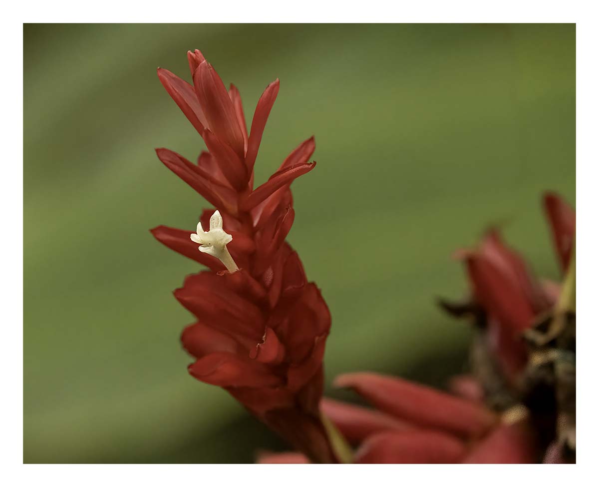 Wailua river State Park