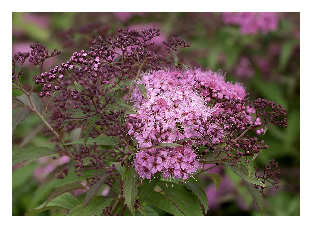 Knapweed