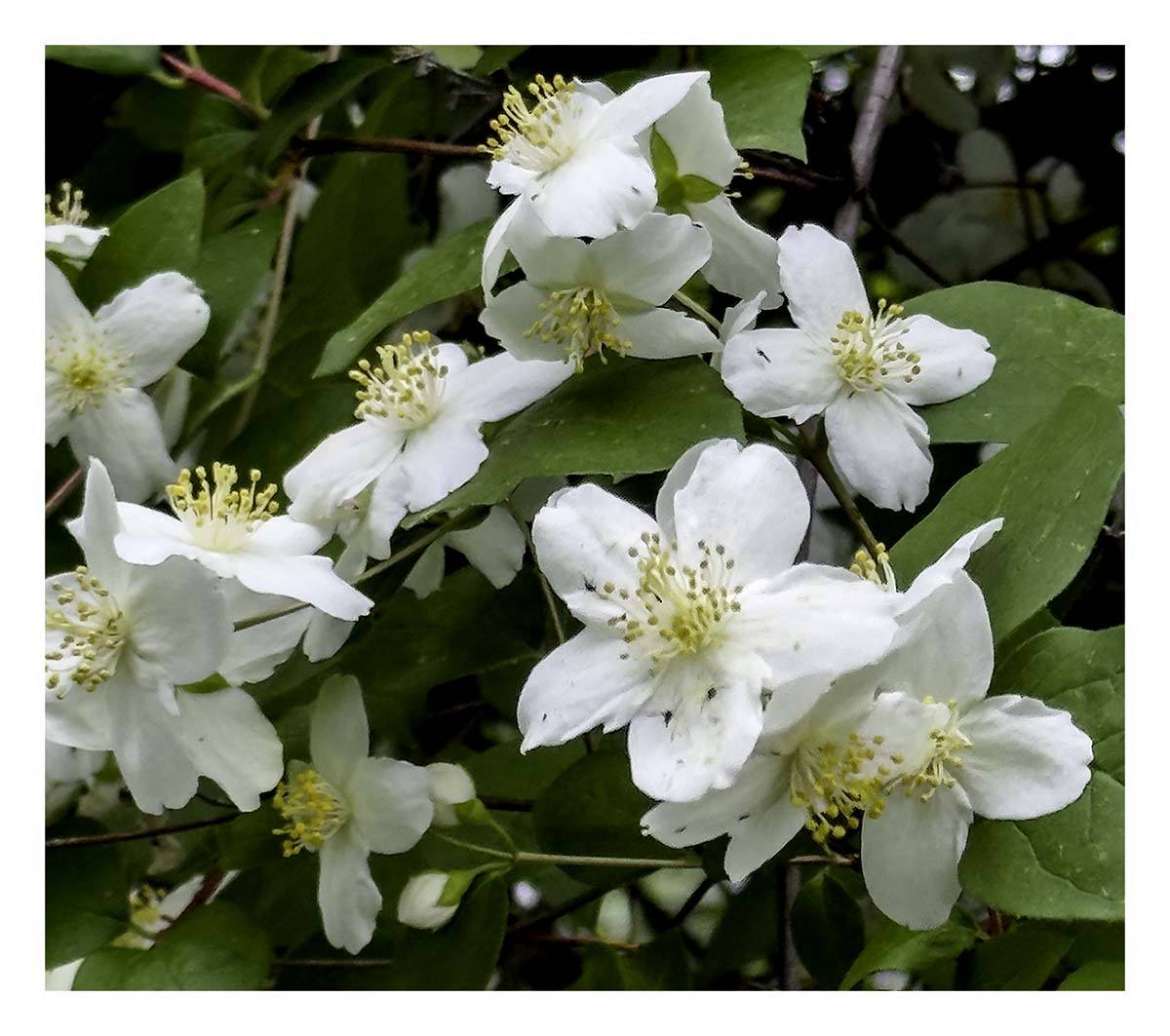 Clematis