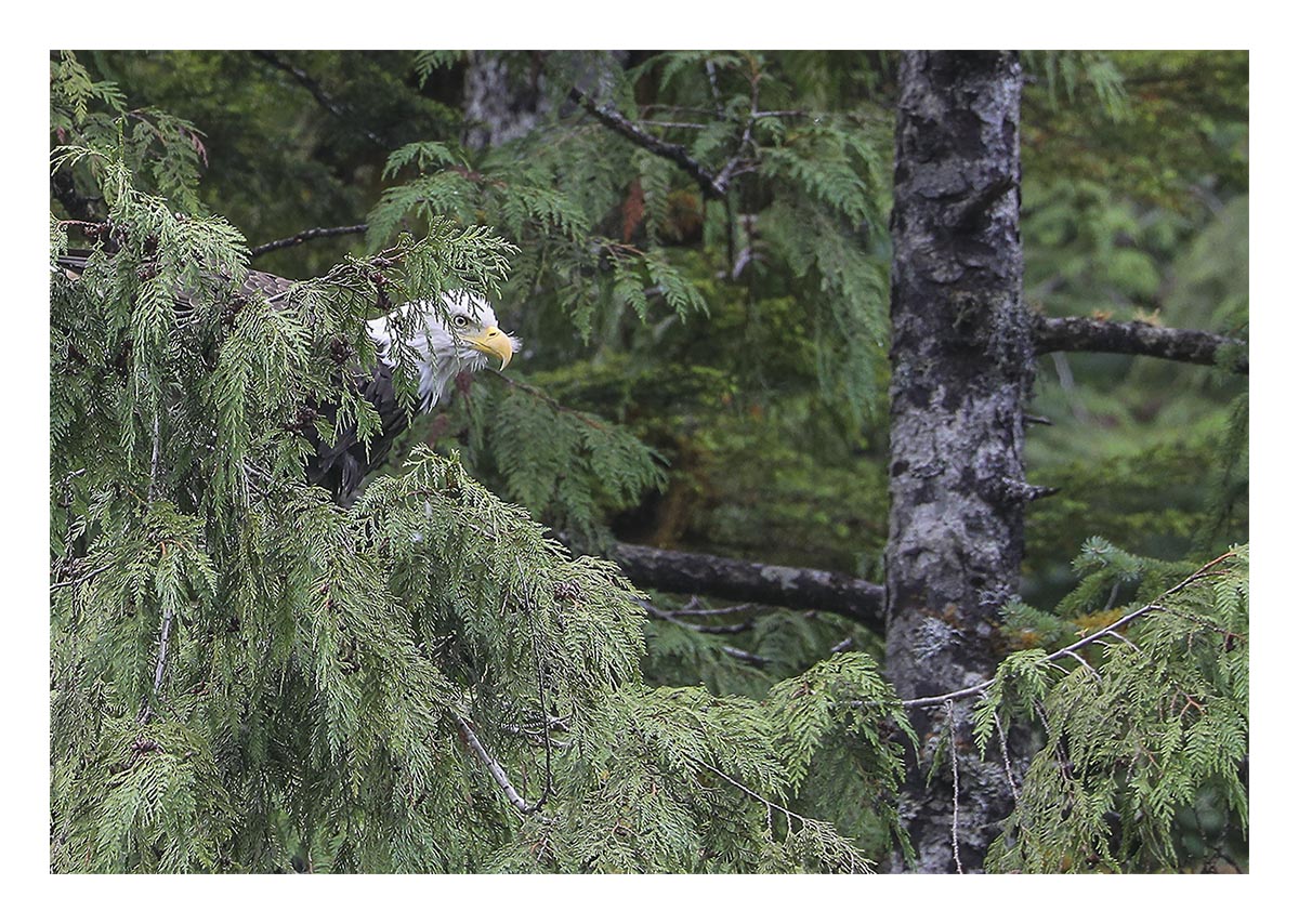 Bald Eagle