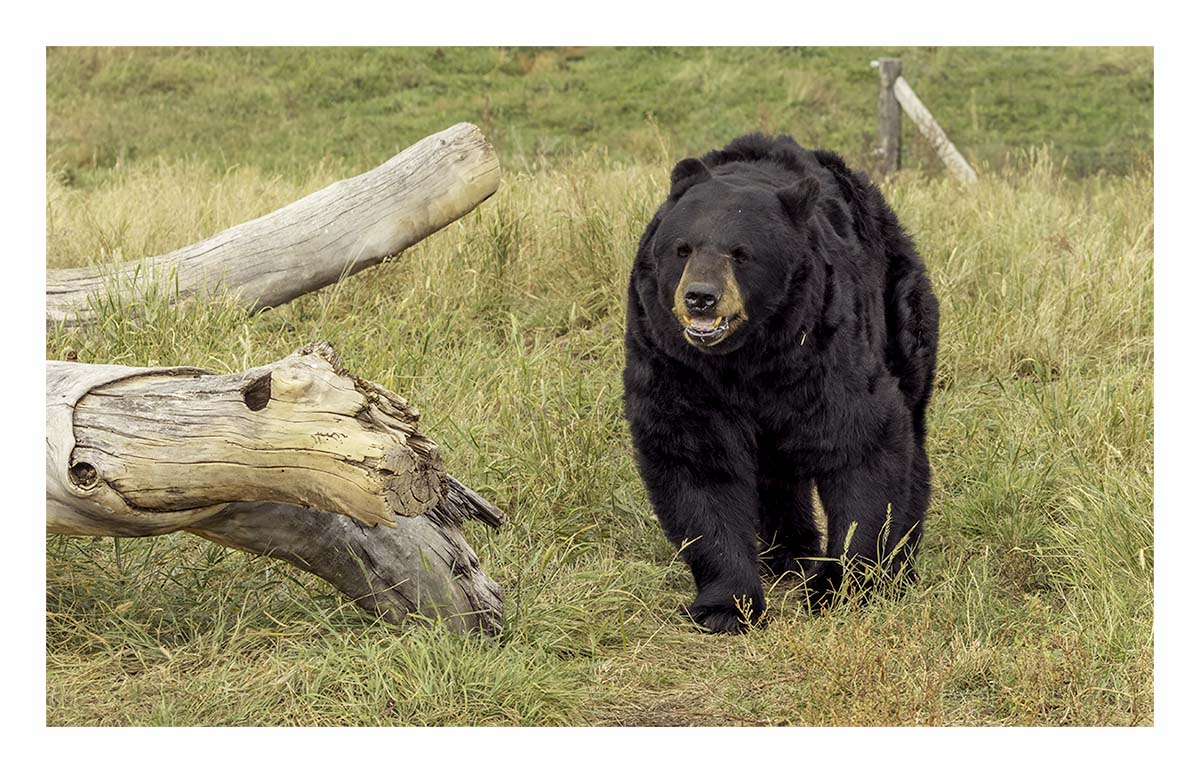 Bear Country USA