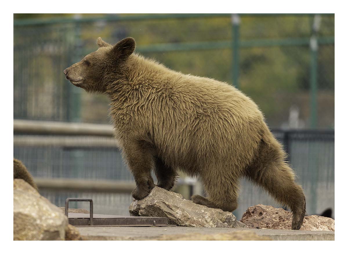 Bear Country USA