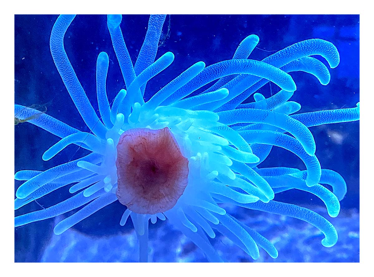 Key West Aquarium