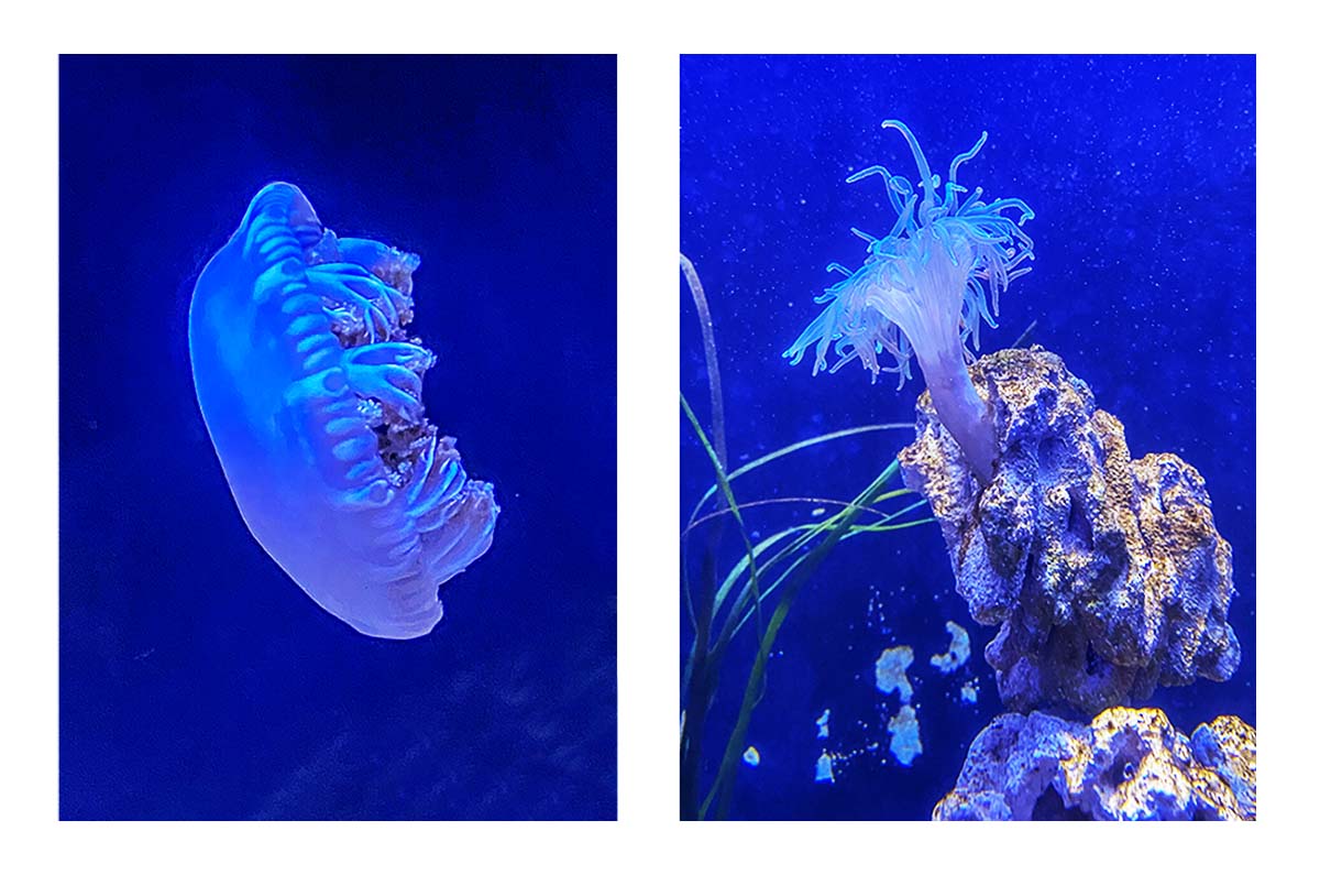Key West Aquarium