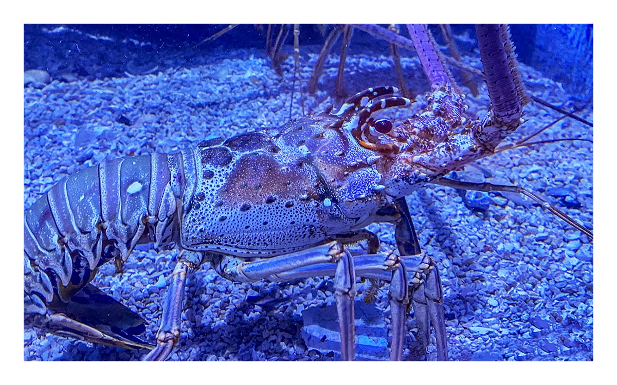 Key West Aquarium