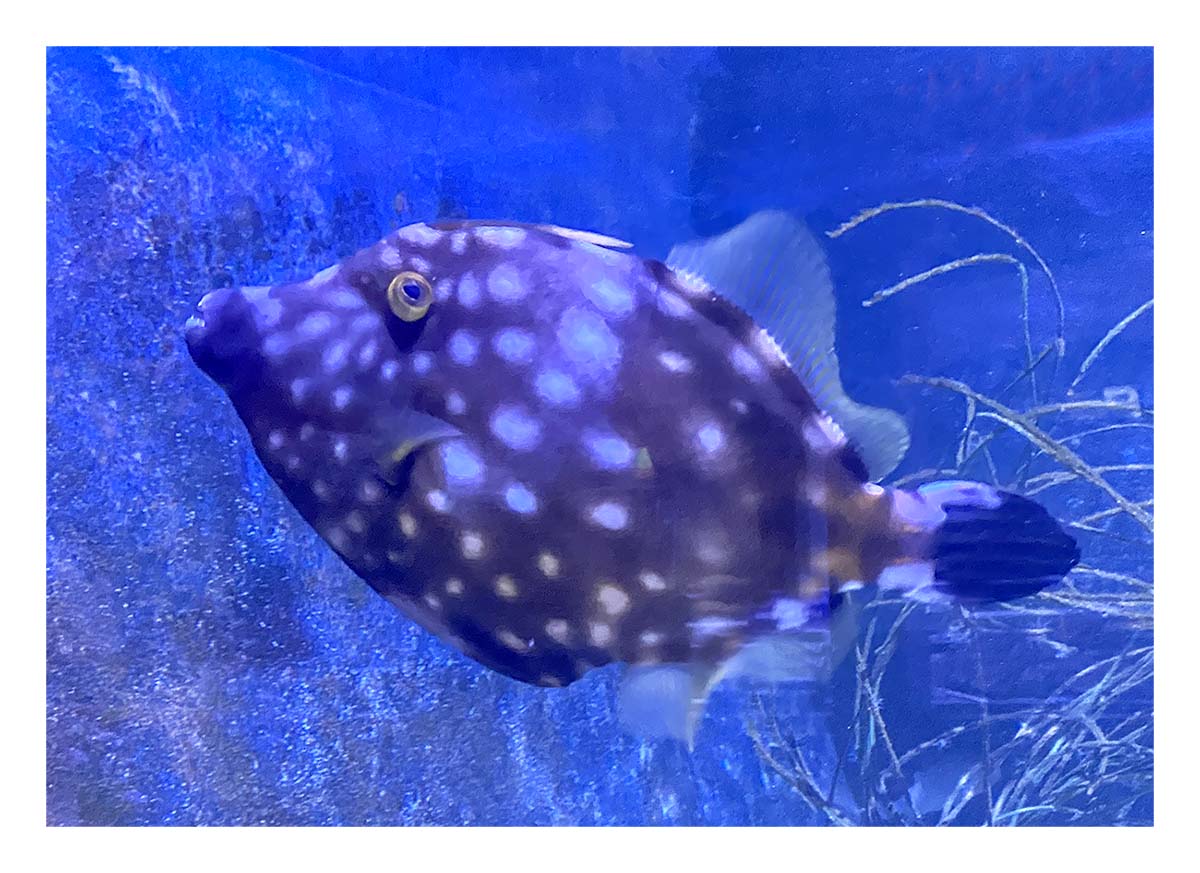 Key West Aquarium