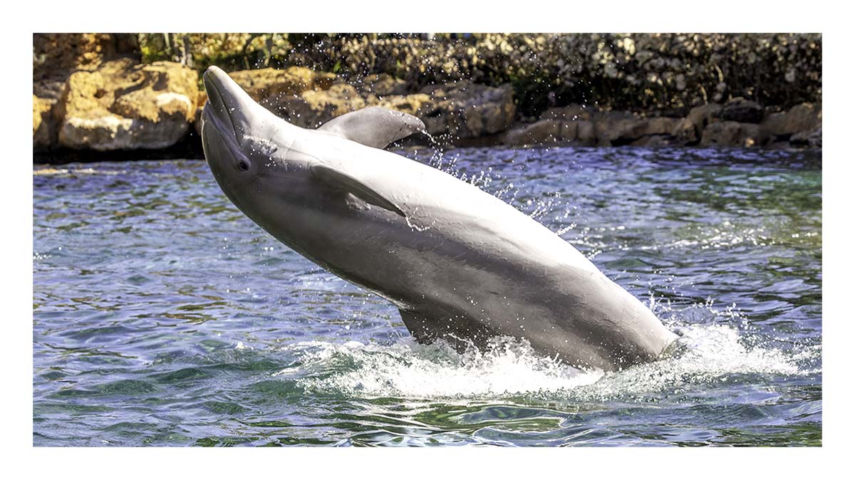 SeaWorld Orlando