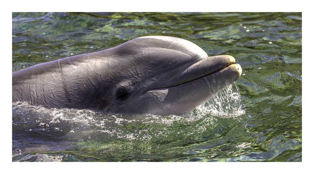 SeaWorld Orlando