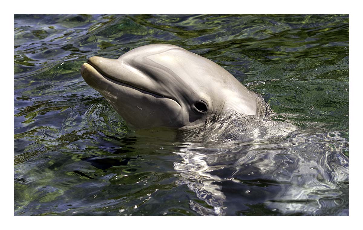 SeaWorld Orlando