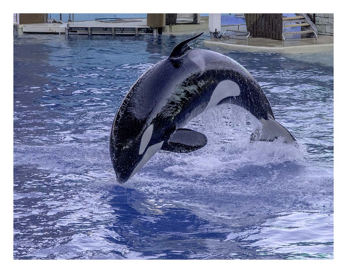 SeaWorld Orlando