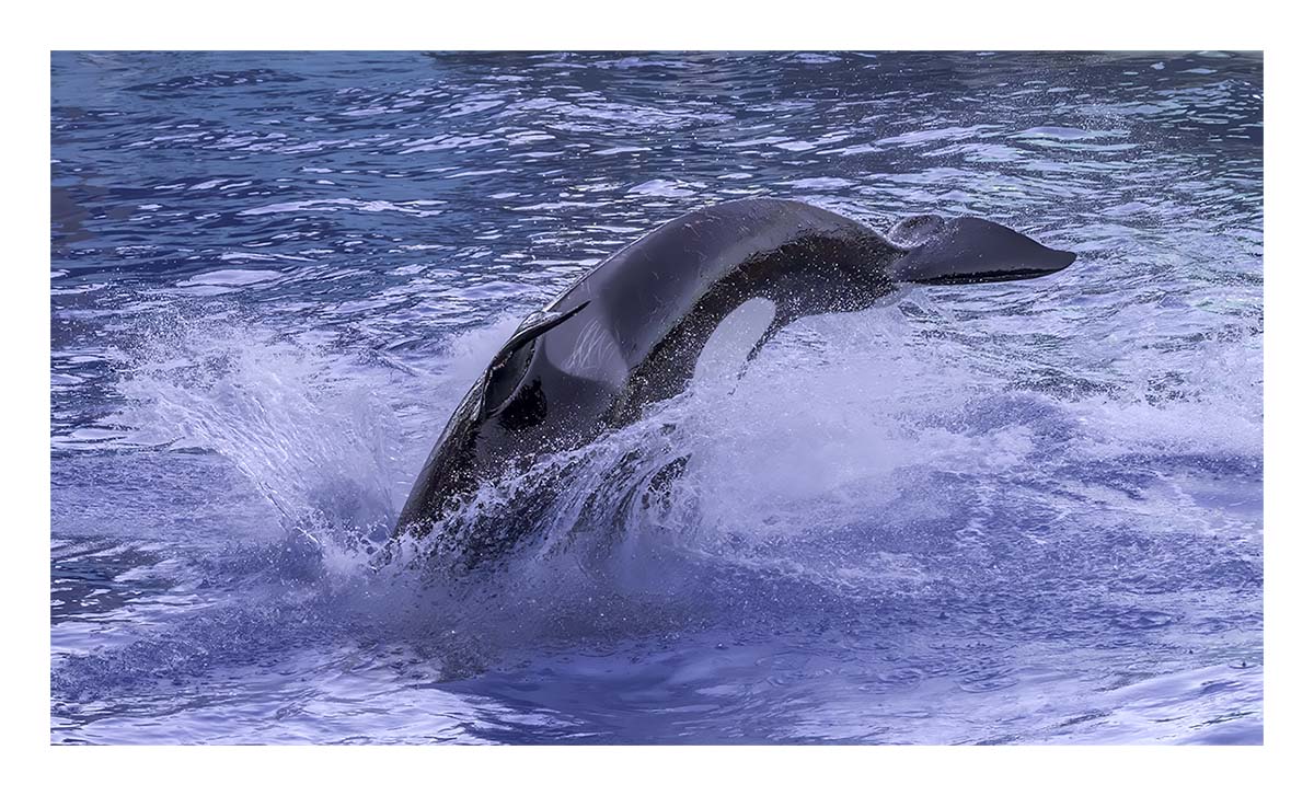 SeaWorld Orlando