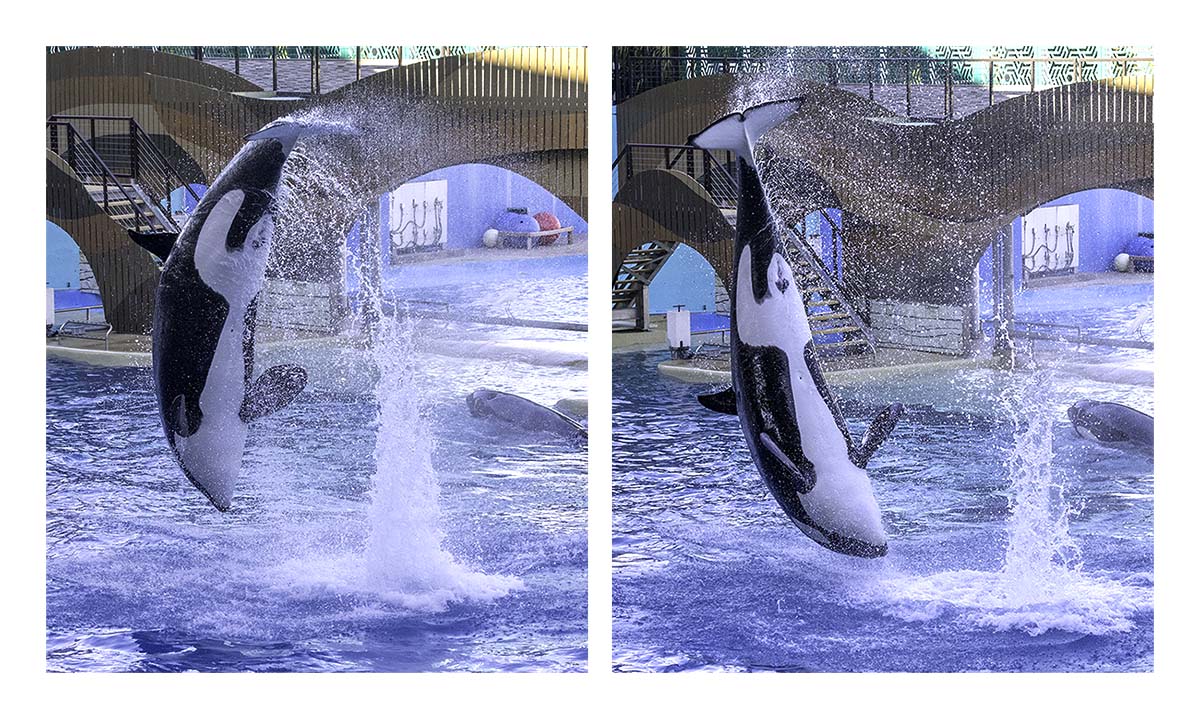 SeaWorld Orlando