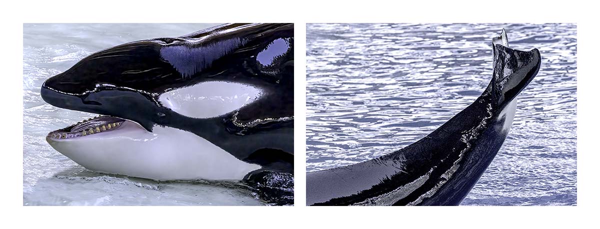 SeaWorld Orlando