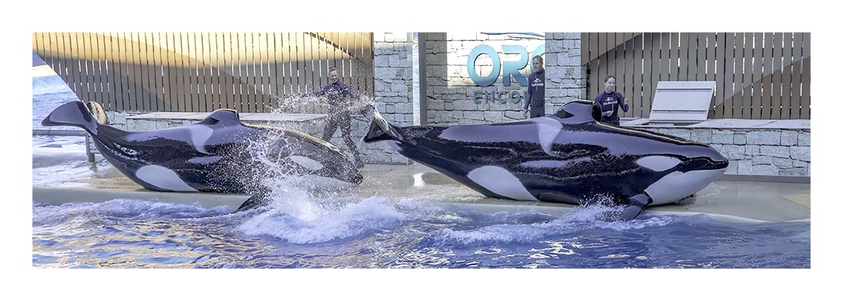 SeaWorld Orlando