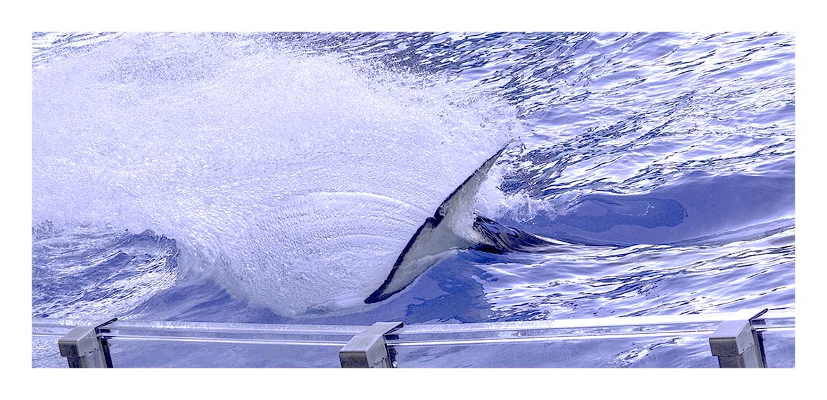 SeaWorld Orlando