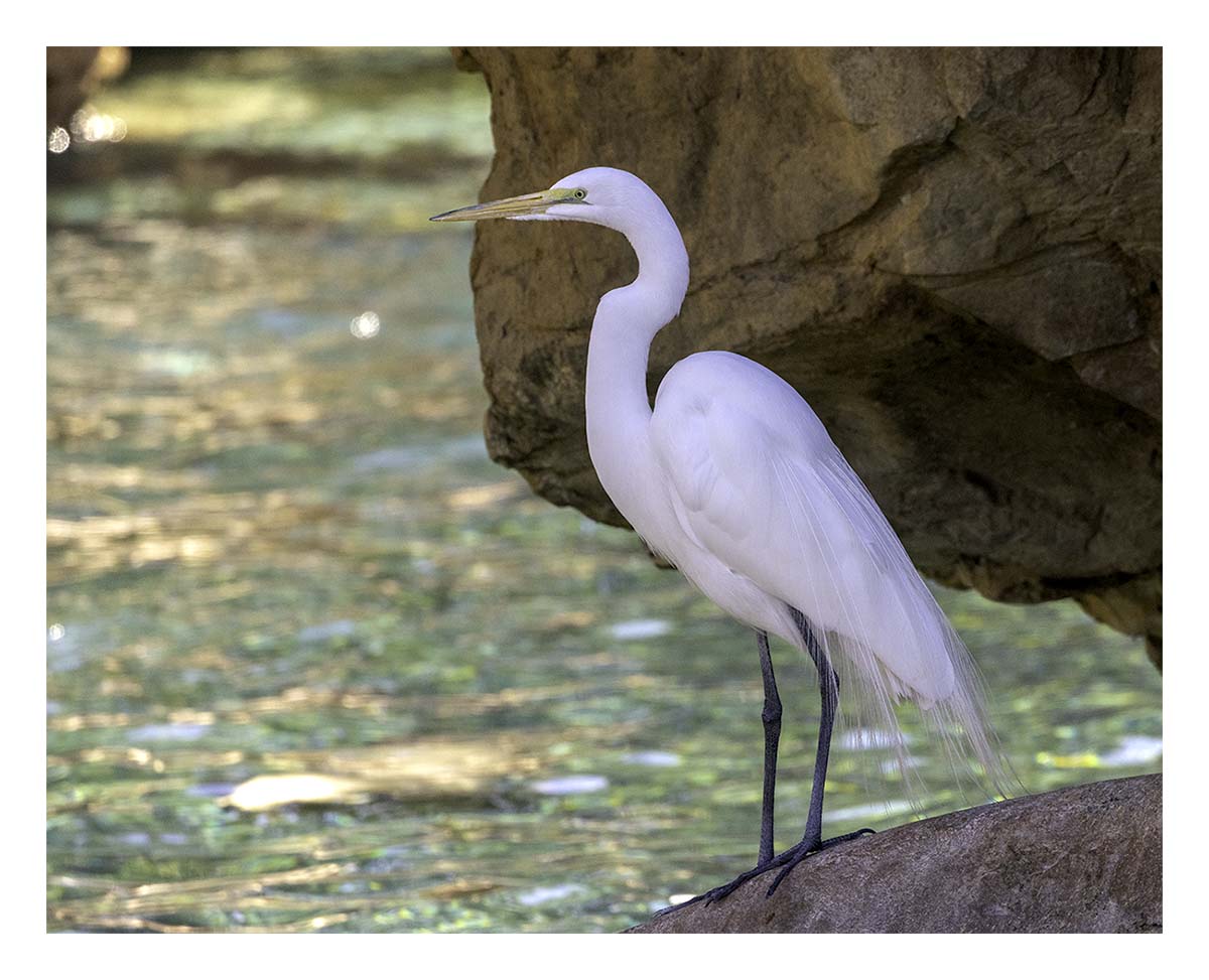 SeaWorld Orlando