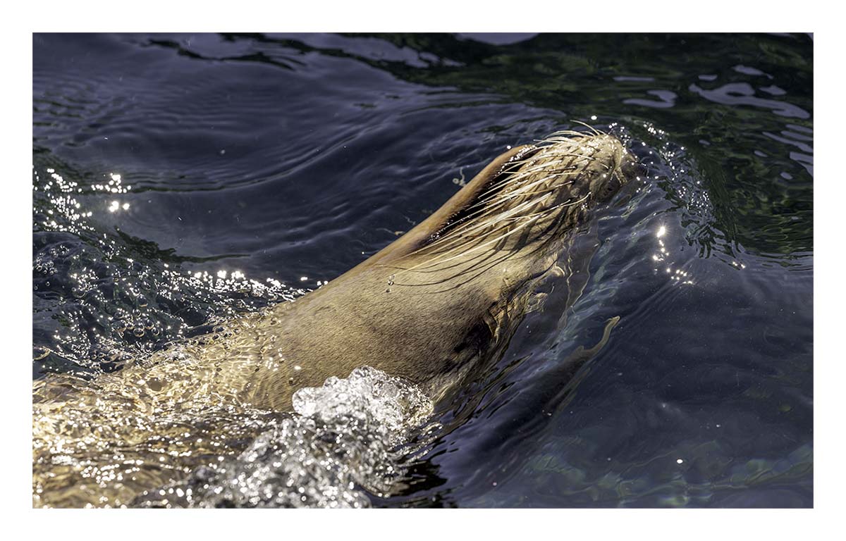 SeaWorld Orlando