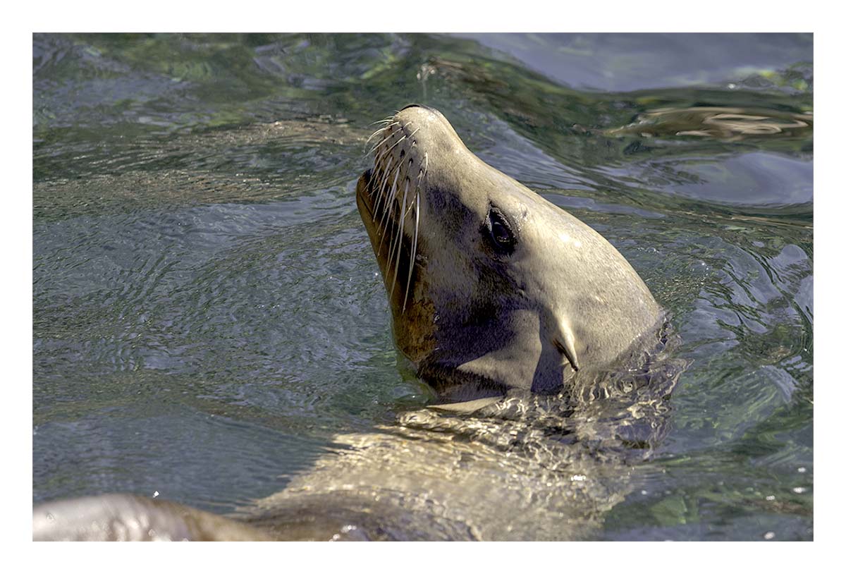SeaWorld Orlando