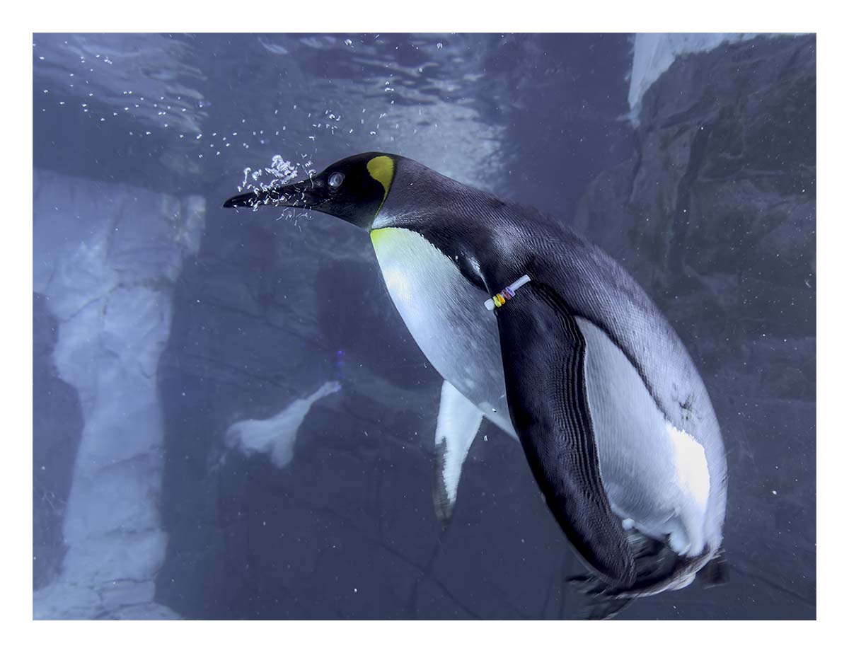 SeaWorld Orlando
