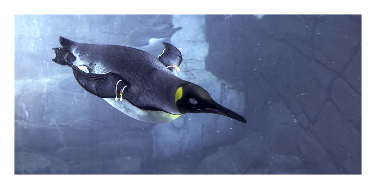 SeaWorld Orlando