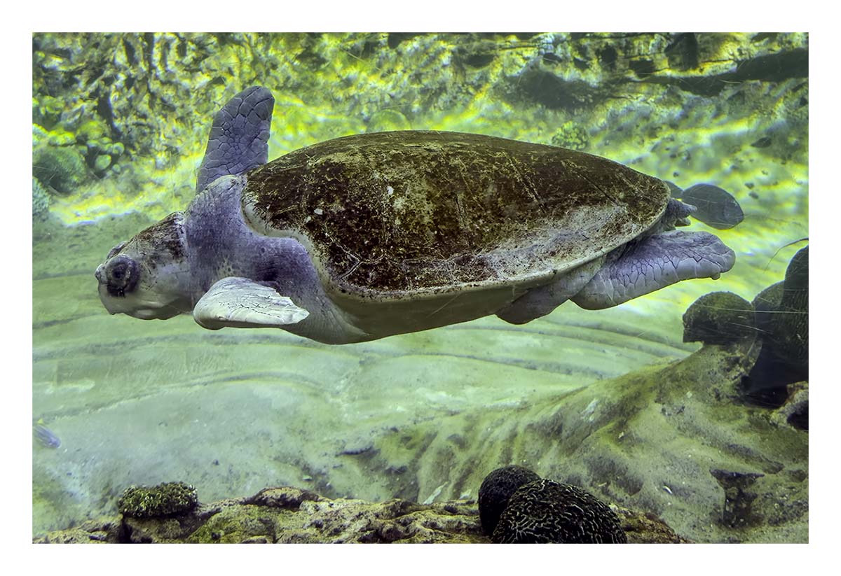 SeaWorld Orlando